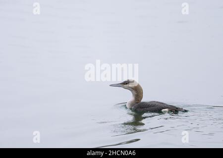 Un huard à gorge noire nageant sur une rivière, jour brumeux calme en hiver (Vienne, Autriche) Banque D'Images