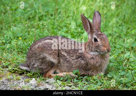 Le lapin de l'est est est le lapin le plus répandu dans l'est de l'Amérique du Nord et il se trouve près de l'habitation humaine.Il est la proie de nombreuses espèces Banque D'Images