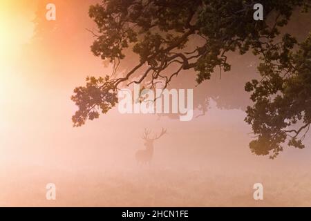 Silhouette de cerf rouge solitaire (Cervus elaphus) stag dans les prairies au bord de la forêt couverte par la brume matinale tôt au lever du soleil pendant la rut en automne
