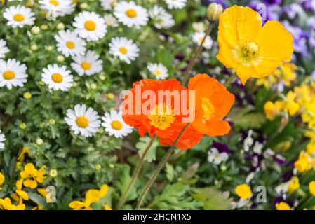 Petites fleurs colorées dans un jardin du centre-ville de Séoul, en Corée du Sud. Banque D'Images