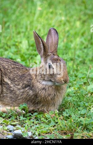 Le lapin de l'est est est le lapin le plus répandu dans l'est de l'Amérique du Nord et il se trouve près de l'habitation humaine.Il est la proie de nombreuses espèces Banque D'Images