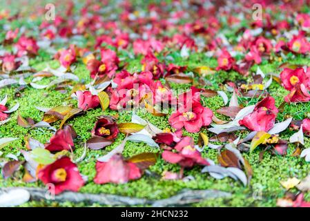 Fleurs rouges tombées d'un arbre au château d'Hiroshima, Hiroshima, Japon Banque D'Images