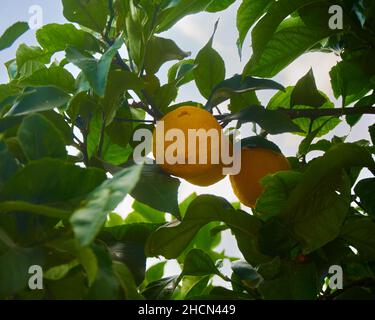 Oranges mûres accrochées entre les feuilles de l'arbre orange Banque D'Images