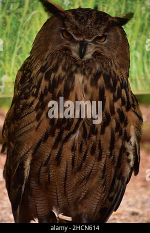 Un regard fantastique sur la chouette eurasienne avec un plumage saisissant et des plumes à rayures. Banque D'Images