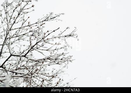 Branches d'arbres gelés pendant la tempête de neige avec espace de copie Banque D'Images