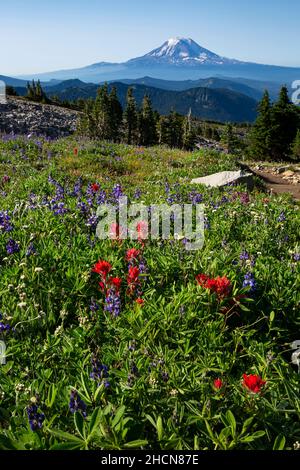 WA19939-00...WASHINGTON - Prairie colorée de lupin et de pinceau située le long du Pacific Crest Trail dans la nature sauvage de Goat Rocks.Mount Adams Banque D'Images