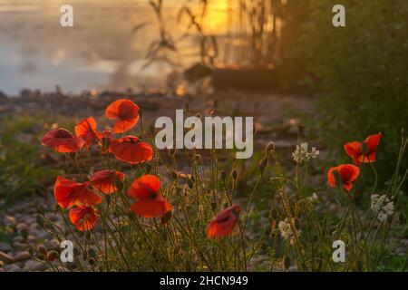 Fleurs les coquelicots rouges fleurissent sur le terrain sauvage. Superbes coquelicots rouges avec mise au point sélective. Coquelicots rouges dans une lumière douce. Coquelicot solitaire. Flou de mise au point douce. Banque D'Images