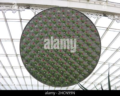 Gros plan du grand miroir rond à facettes suspendu au plafond du Palm House reflétant le feuillage vert dans les fougères ci-dessous. Banque D'Images