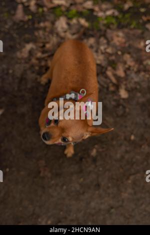 Chien de Pinscher avec des feuilles en hiver nuageux jour sombre sur le chemin Banque D'Images