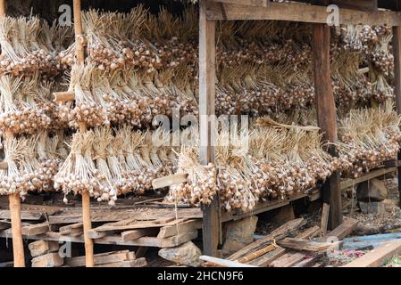 Des petits pains d'ail 'allium sativum', originaire d'asie centrale, s'assèchent sous couvert au Myanmar, anciennement connu sous le nom de Birmanie, en Asie Banque D'Images