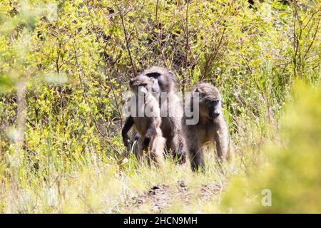 Groupe familial de babouins de Chacma (Papio ursinus), dans un habitat forestier montagnard du Cap-Occidental, Afrique du Sud avec des hommes, des femmes et des jeunes Banque D'Images