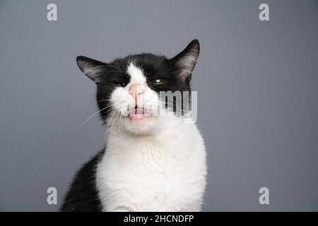 handicapé sauvé noir et blanc chat sans dents et aveugle dans un oeil avec la bouche ouverte collant hors de la langue portrait sur fond gris Banque D'Images