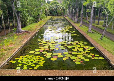 Jardin botanique sur l'île Paradise de Maurice. Magnifique étang avec des nénuphars. Une île dans l'océan Indien. Banque D'Images