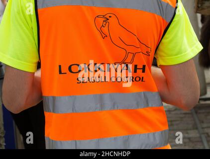 Membre du personnel de contrôle du mouettes d'Helsinki. Sur place autour du port pour aider à effrayer les mouettes qui sont un ravageur polluant. Lokkivah Banque D'Images