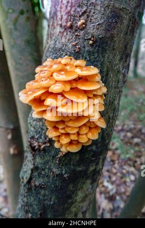 Une troupe à plusieurs niveaux de champignons de la tige de Velvet (Flammulina velutipes) poussant sur le côté d'un arbre de l'Alder commun (Alnus glutinosa) Banque D'Images