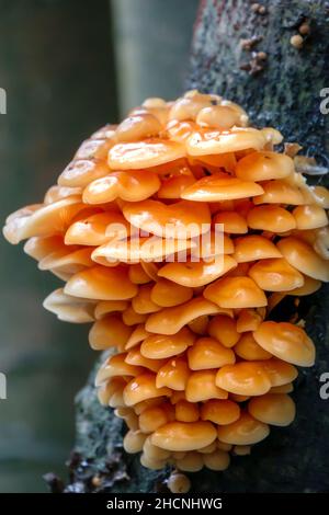 Une troupe à plusieurs niveaux de champignons de la tige de Velvet (Flammulina velutipes) poussant sur le côté d'un arbre de l'Alder commun (Alnus glutinosa) Banque D'Images