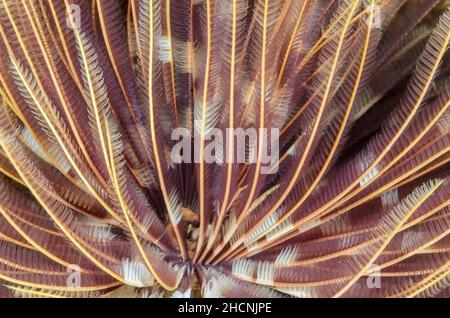 Ver Duster à plumes indiennes, Sabellastarte indica, Alor, Nusa Tenggara, Indonésie,Pacifique Banque D'Images