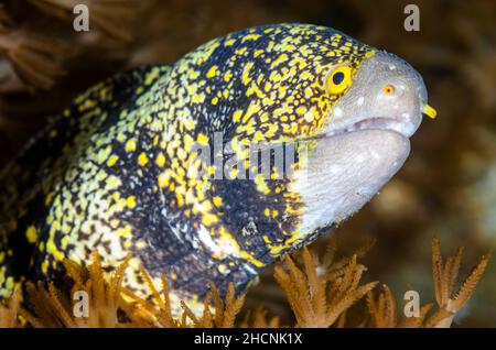 Moray flocon de neige, Echidna nebulosa, Alor, Nusa Tenggara, Indonésie,Pacifique Banque D'Images