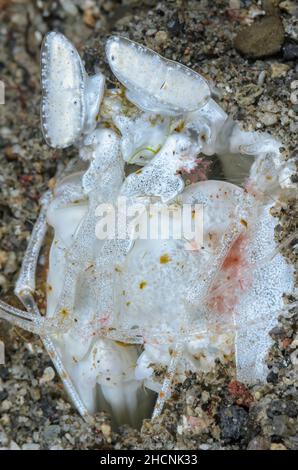 White Spearing Mantis Shrimp, Lysiosquilloides sp., Alor, Nusa Tenggara, Indonésie,Pacifique Banque D'Images