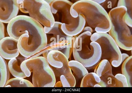 Ghostgoby de StonyCoral, Pleurosicya micheli, sur le corail d'ancre, Fimbriaphyllia ancora, Alor,Nusa Tenggara, Indonésie, Pacifique Banque D'Images