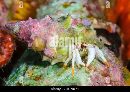 Petit crabe hermite blanc, Calcinus minutus, Alor, Nusa Tenggara, Indonésie,Pacifique Banque D'Images