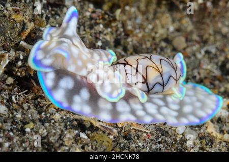 Elinguette de mer à coque basale, Micromelo guamensis, Alor, Nusa Tenggara, Indonésie,Pacifique Banque D'Images