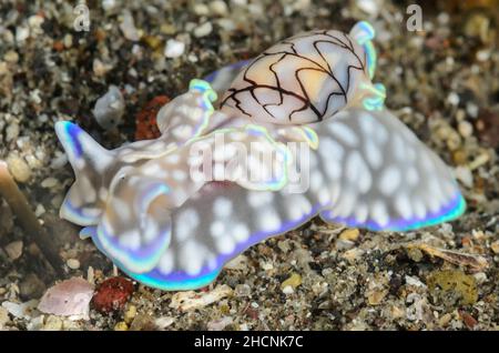 Elinguette de mer à coque basale, Micromelo guamensis, Alor, Nusa Tenggara, Indonésie,Pacifique Banque D'Images