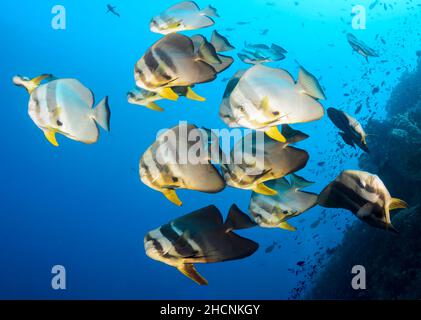 Batfish à longue nageoire, Platax teira, Alor, Nusa Tenggara, Indonésie,Pacifique Banque D'Images