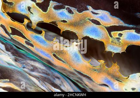 Manteau de palourdes géantes, Tridacna gigas, Alor, Nusa Tenggara, Indonésie,Pacifique Banque D'Images