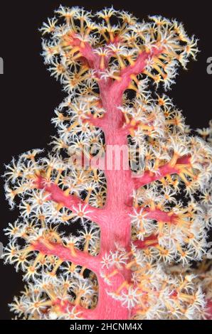 Corail mou de Godeffroy, Siphonogorgia godeffroyi, Alor, Nusa Tenggara, Indonésie,Pacifique Banque D'Images
