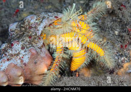 Crabe hermite jaune poilu, Aniculus maximus, Alor, Nusa Tenggara, Indonésie,Pacifique Banque D'Images