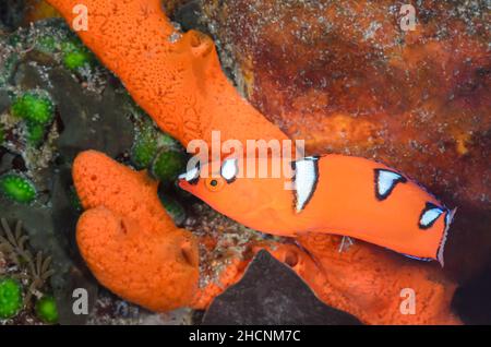 Juvénile Yellowtail Coris, Coris gaimard, Alor, Nusa Tenggara, Indonésie,Pacifique Banque D'Images