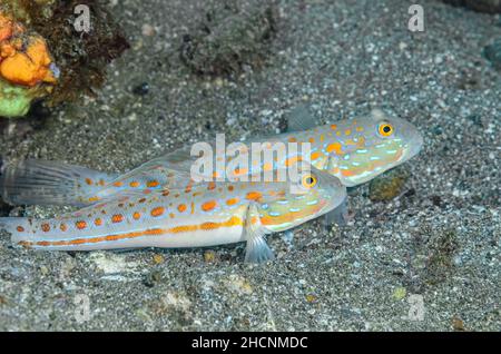 Gobie en pointillés orange, Valenciennea puellaris, Alor, Nusa Tenggara, Indonésie,Pacifique Banque D'Images