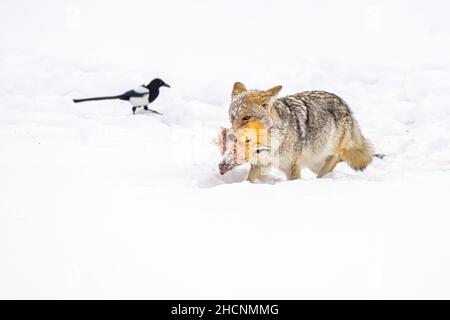 Coyote avec renard mort Banque D'Images