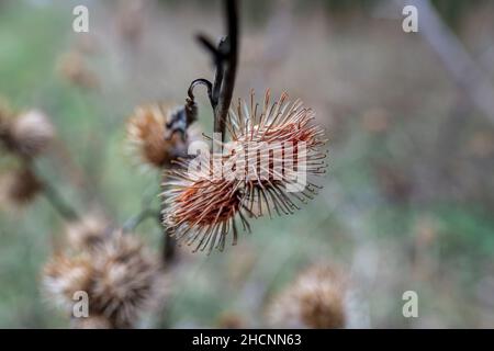 Chardon mort têtes de chardon d'hiver (Cirsium vulgare) Banque D'Images