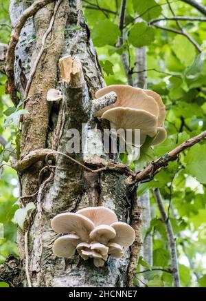 Royaume-Uni, Angleterre, Devon.Le champignon huître comestible qui pousse à l'état sauvage sur un bouleau mort. Banque D'Images