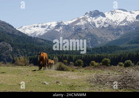 chevaux bruns avec des montagnes enneigées en arrière-plan, chevaux châtaigniers paître près de san martin de los andes Banque D'Images