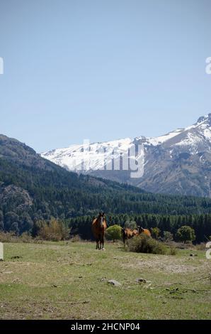 chevaux dans les montagnes, chevaux châtaignier avec montagnes en arrière-plan. équidés paissant sur la montagne de san martin de los andes Banque D'Images