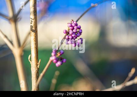 Baies de lilas de la beauté du Bush / Beauté betties (Callicarpa bodinieri) pendant l'hiver dans le sud de l'Angleterre, Angleterre, Royaume-Uni Banque D'Images