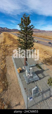 Morrison, Colorado - Une tour de communication, déguisée en arbre, dans la banlieue de Denver. Banque D'Images