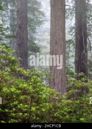 États-Unis, Californie, Redwood National and State Parks, rhododendrons en floraison et majestueux séquoias dans le brouillard Banque D'Images