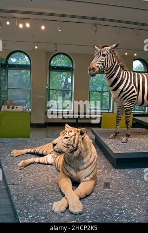 Le Musée d'Histoire naturelle dans le centre-ville de Los Angeles, Californie Banque D'Images