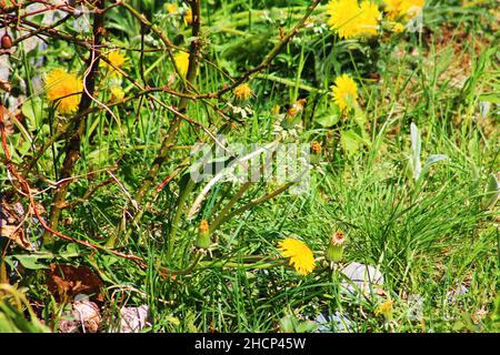 Gros plan du pissenlit dans l'herbe à la base d'un rosier. Banque D'Images