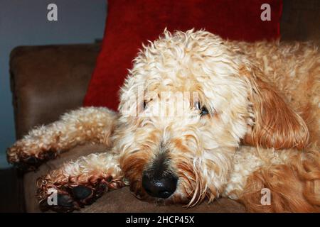 Gros plan d'un Goldendoodle allongé sur un canapé avec sa tête sur ses pattes avant. Banque D'Images