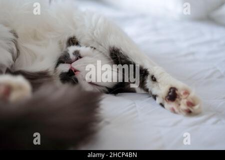 Joli chat gris et blanc dormant sur un lit Banque D'Images