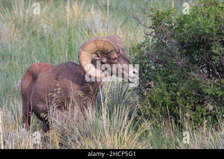 grand mouton à corne dans le jardin des dieux Banque D'Images