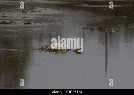 (211230) -- HULA VALLEY, 30 décembre 2021 (Xinhua) -- Une grue morte est vue dans la vallée de Hula, dans le nord d'Israël, le 30 décembre 2021.Selon les médias locaux, la réserve naturelle de Hula et le parc du lac Hula ont été fermés au public pour prévenir la propagation de l'influenza aviaire H5N1 pathogène.(Ayal Margolin/JINI via Xinhua) Banque D'Images