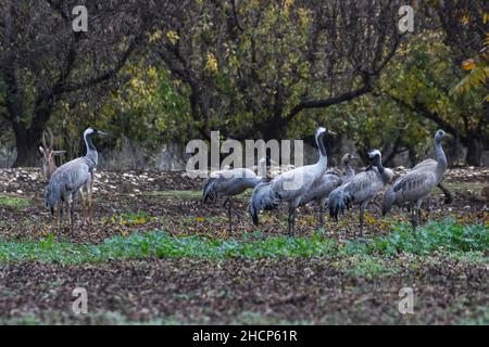 (211230) -- HULA VALLEY, 30 décembre 2021 (Xinhua) -- Un troupeau de grues est vu dans la Hula Valley, dans le nord d'Israël, le 30 décembre 2021.Selon les médias locaux, la réserve naturelle de Hula et le parc du lac Hula ont été fermés au public pour prévenir la propagation de l'influenza aviaire H5N1 pathogène.(Ayal Margolin/JINI via Xinhua) Banque D'Images