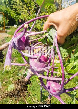 La main d'une femme contient trois navets de chou violet fraîchement cueillis avec des feuilles et des racines, à l'extérieur en été, photo verticale. Banque D'Images