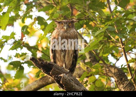 La chouette brune des poissons sur la branche des arbres, Ketupa zeylonensis, parc national Jim Corbett, Uttarakhand, Inde Banque D'Images